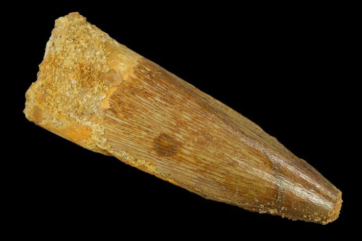 Spinosaurus Tooth - Real Dinosaur Tooth #131029